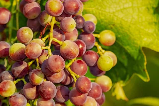 Scientists have been unable to identify the toxic substance contained in grapes and raisins, but its known they could cause kidney failure and shouldnt be fed to dogs.