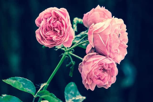 A time-consuming task for many adults, but a brilliant way to destroy flowers to children. Removing deadheads ensures that the flowers will grow back again.