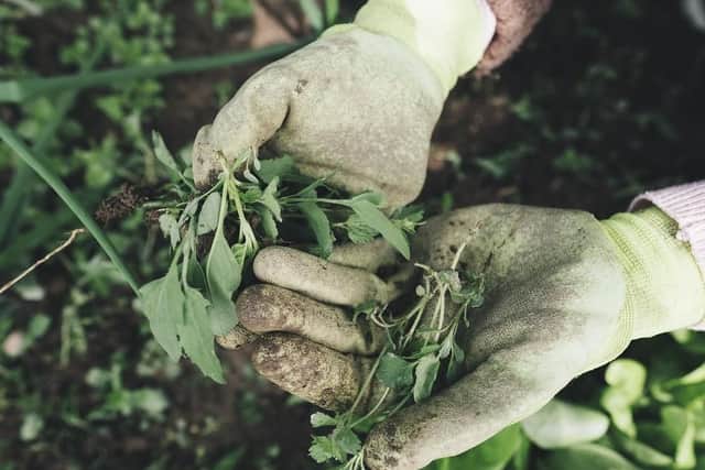 With your supervision  making sure they dont accidentally pick any seeding plants  weeding can be something great to do together.