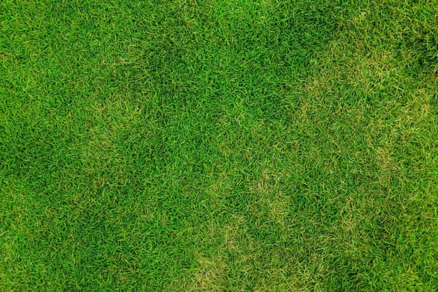 Give your lawn a new lease of life with fertiliser. If fertiliser is too expensive, try making your own using wood ash from your fire.