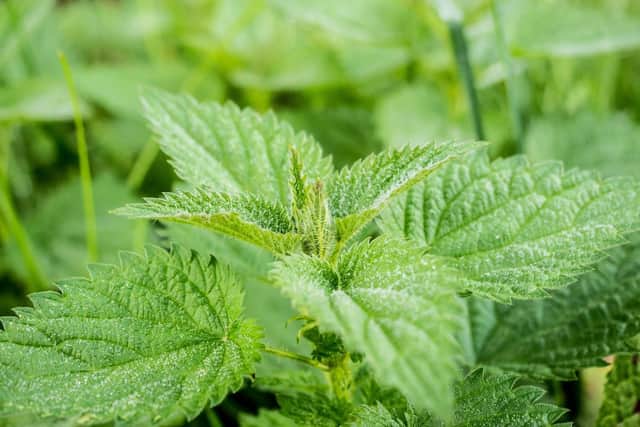 Don't let weeds take over your garden. Cut them out from the root and use homemade remedies such as salt and vinegar rather than pricey weedkillers.