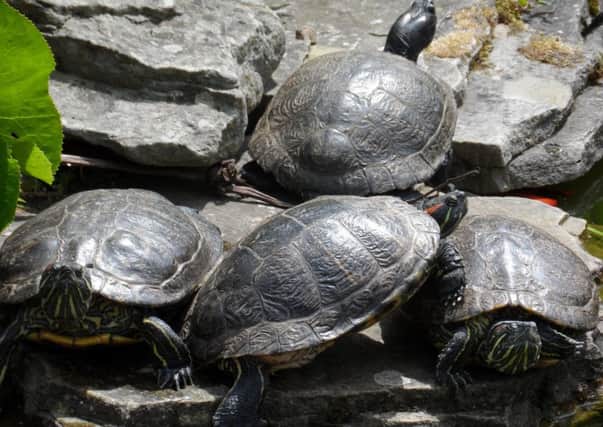 These terrapins are enjoying a spot of sunbathing. A fabulous shot captured by Diana Wood.