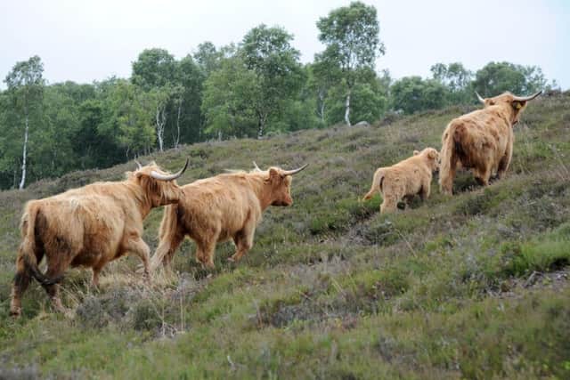 Highland cattle on the farm.