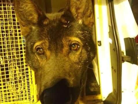 Police dog Axle was stabbed four times last night. Picture: Derbyshire police.
