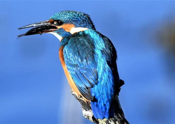 A kingfisher tucking into its catch. A striking shot snapped by Allan Hickman.
