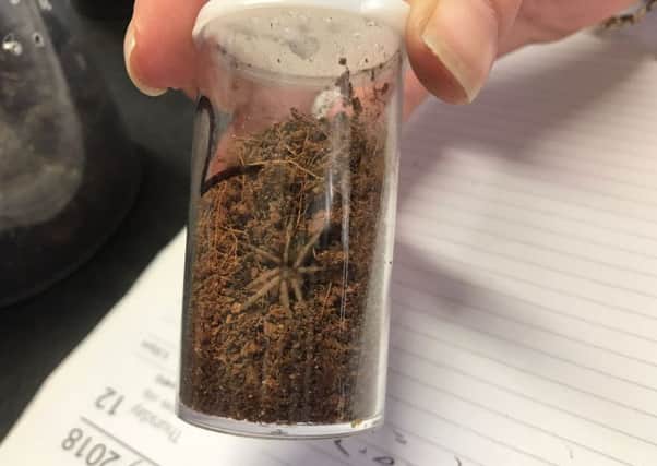 Three baby tarantulas thought to be Brazilian bird-eating spiders have been rescued by the RSPCA after they were found dumped in a Derbyshire car park - and it appears their parents may have escaped.   The babies were contained in some of the ten pots which were found discarded at the side of a car park at  Bateman's Yard Stable, in Birchwood Lane, Somercotes. The pots carried different labels including one saying Brazilian pink bird-eating spiders.
