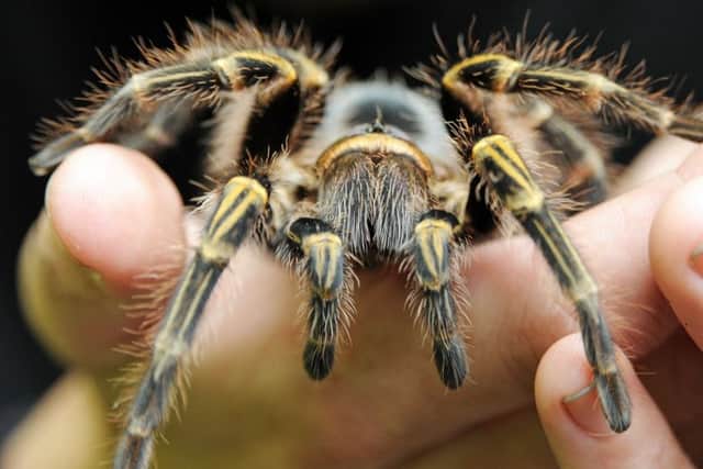 Tarantulas can grow to a leg span of 10 inches