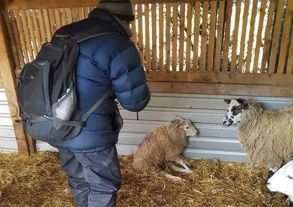Pictured are some of the neglected sheep found by Hillside Animal Sanctuary and Derbyshire police at a smallholding at Bakewell.