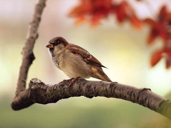 A stock picture of a sparrow.