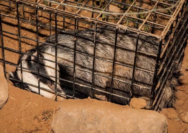Derbyshire Wildlife Trust leaders fear a widespread badger cull may come to the county, despite the success of their vaccination programme. (Photos: Jason Skeen)