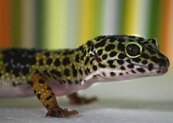 Leopard gecko. Photo by Pixabay.