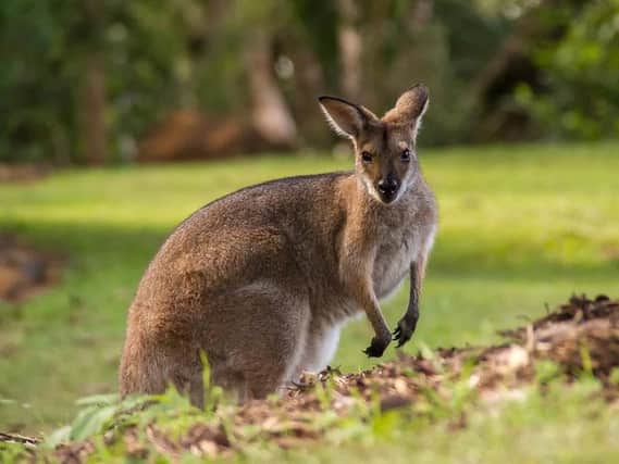 A stock picture of a wallaby.
