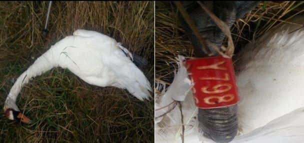 A dead swan has been found in Staveley