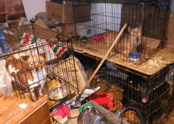 Pictured are three of the 19 dogs which were kept with three cats in appalling conditions at Hunloke Road, at Holmewood, Chesterfield, by offenders Louise Wood and Sarah Burnham.