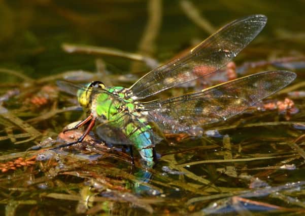 An Emperor dragonfly laying its eggs in the water depicts nature at its best. An incredible snap taken by Nick Rhodes.