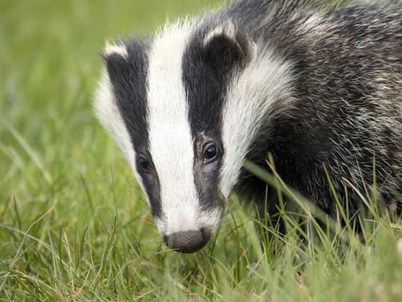 Could badgers be culled in Derbyshire?