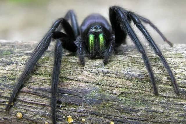 The distinctive green-fanged spider.