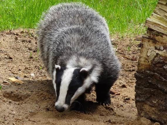 More than 40,000 badgers could be shot in the next few weeks.