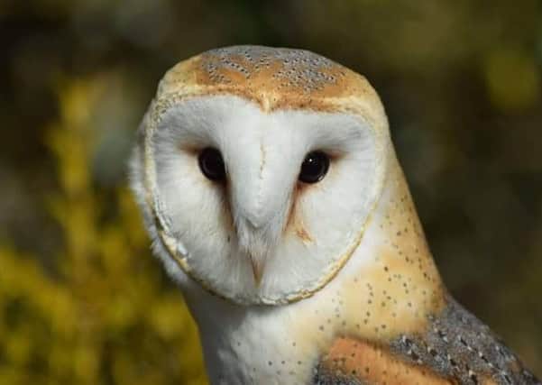 A stunning close-up of a barn owl snapped by Mandy Pickering.