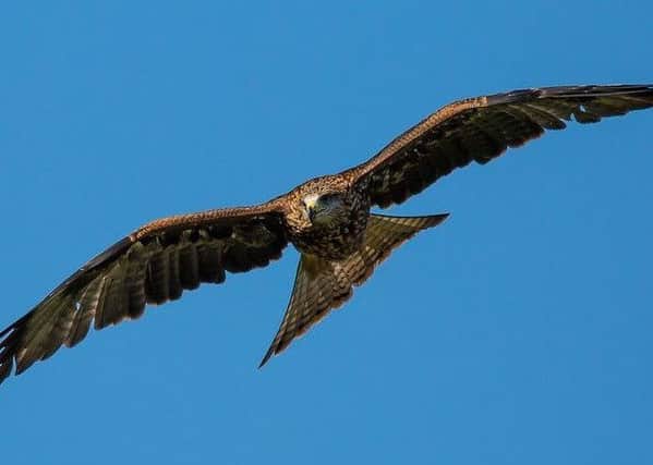 Derbyshire Wildlife Trust wants more to be done to protect birds of prey from illegal persecution.
