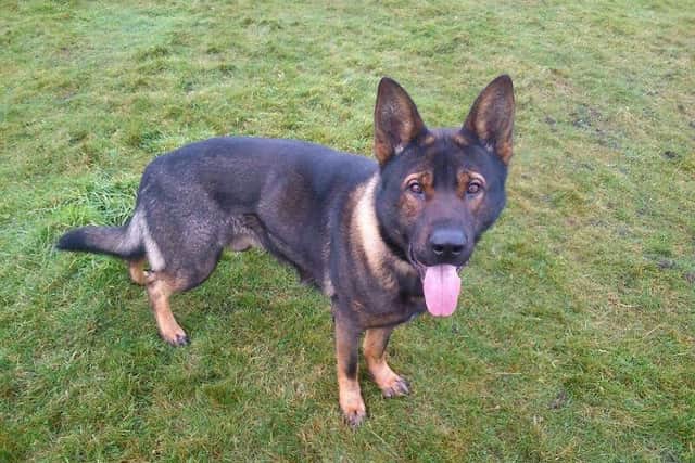 Police dog Axle was stabbed three times but has since made a full recovery.
