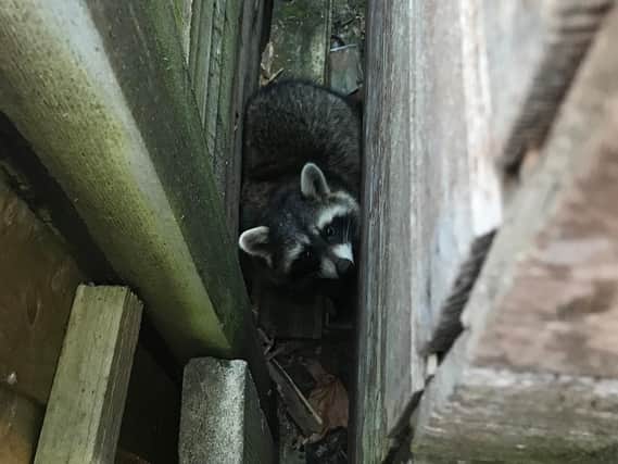 The raccoon was trapped in a small space between a shed and a greenhouse