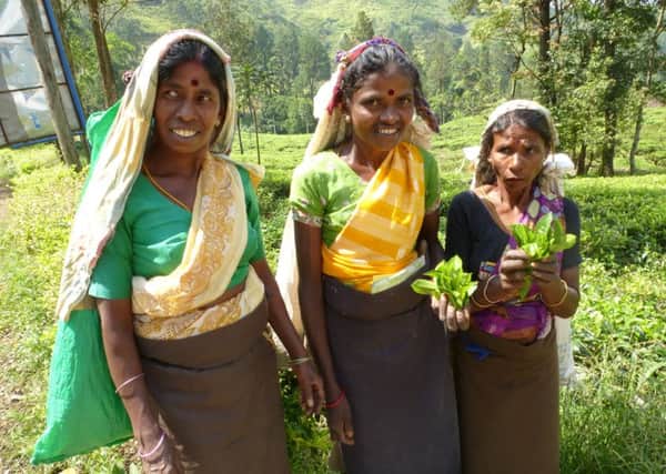 Tea pickers in Sri Lanka.