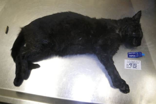 Pictured is one of two deceased cats which were drowned by Abbi Mann, 36, of Romford Way, Chesterfield, who was found guilty of causing unnecessary suffering to the pets.