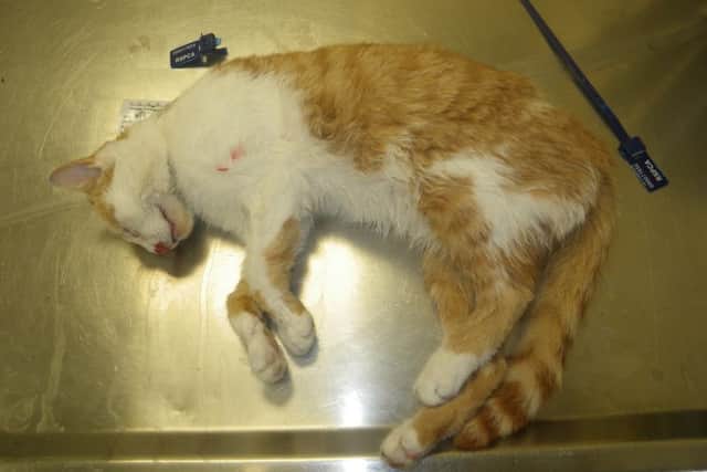 Pictured is one of two deceased cats which were drowned by Abbi Mann, 36, of Romford Way, Chesterfield, who was found guilty of causing unnecessary suffering to the pets.