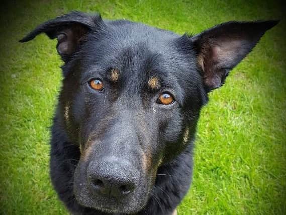 Derbyshire police announce death of Police dog Enzo. Picture courtesy of Derbyshire police.