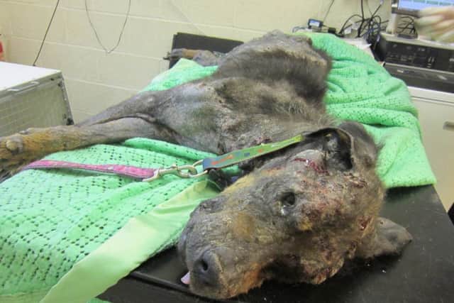 Pictured is emaciated Rottweiller Chunk who was so badly neglected she also developed a skin condition and had to be put down.