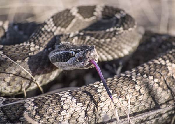 A licence is needed to own certain snakes such as rattlesnakes and cobras