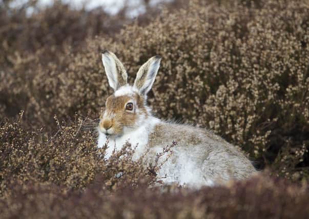Mountain hare in partial winter coat. Photo by Mark Hamblin.