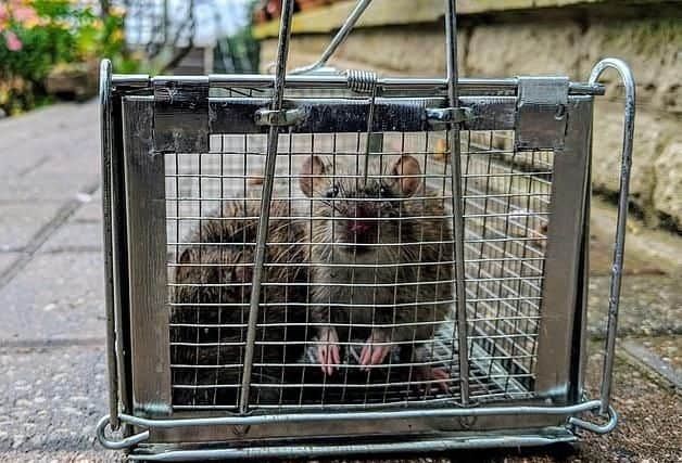 On the first day of using the trap, he captured these two rats and later released them into a field. Photo - Robert Scriven/SWNS.