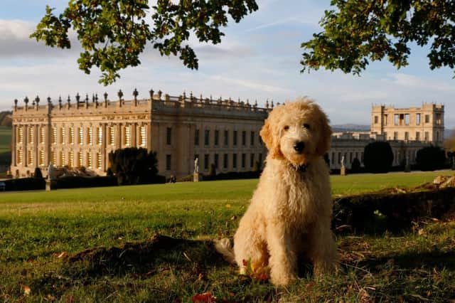 Henry, the Chatsworth goldendoodle.
