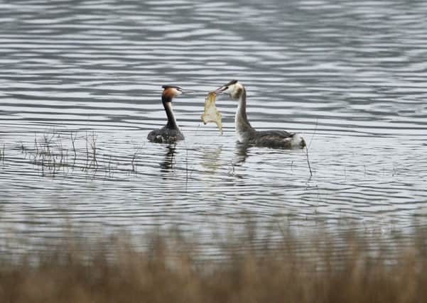 Two great crested grebes displaying at Ogston Reservoir in Derbyshire, but the offering is a piece of plastic. Picture by Mary Wilde.