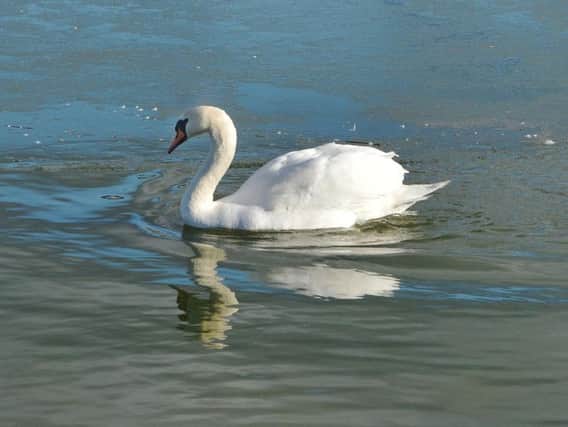 The surviving swan at the lake.