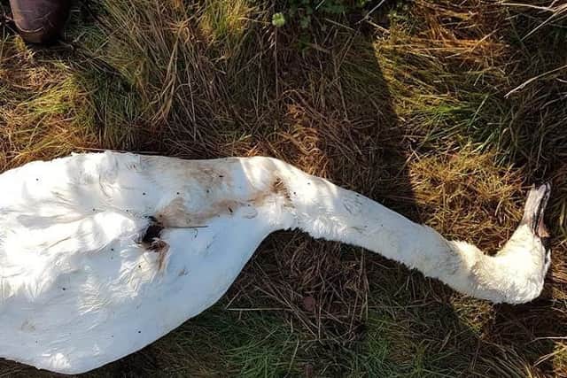 The dead swan had been shot twice previously. Picture by Derbyshire Constabulary Wildlife Officer.