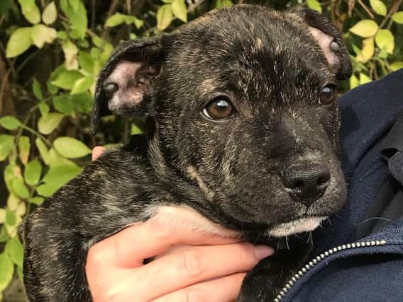 The puppy was just nine weeks old when he was left tied to some bins