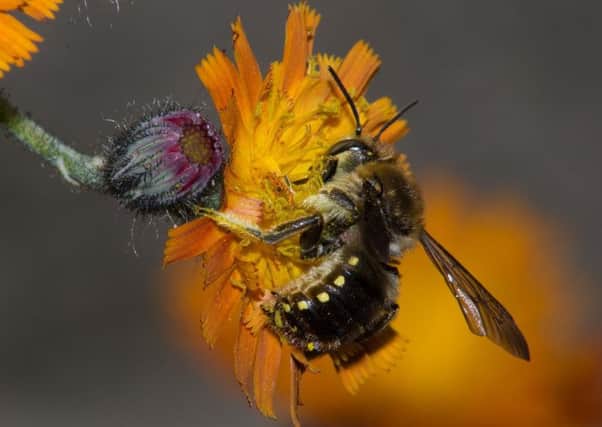 The European wool-carder bee scrapes hairs from plants for  their nests. Photo by Stephen Plant.
