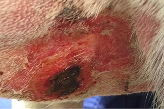 Another lesion caused by Alabama Rot