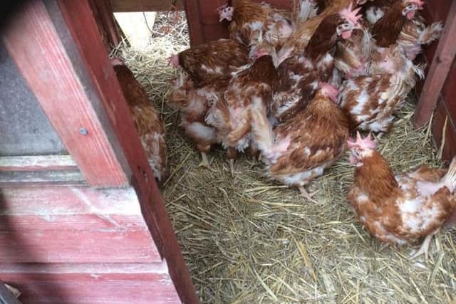 The hens rescued by Janet