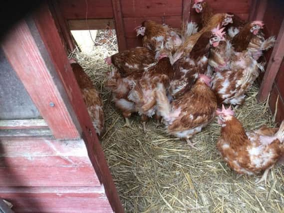 The hens rescued by Janet