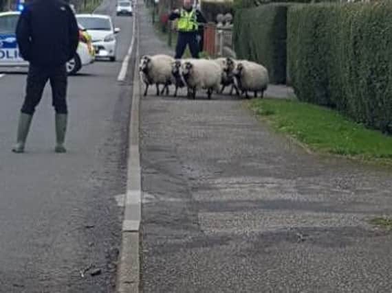 Police herd up sheep on the loose in Bolsover