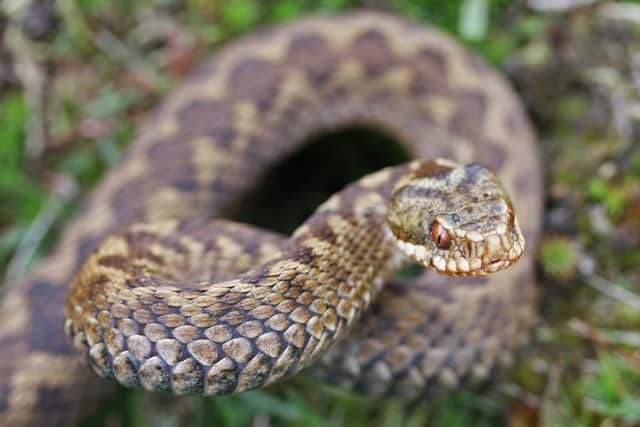 The common European viper (also known as adders) can be found right across mainland UK, is usually about two foot long and has a venomous bite.