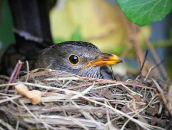 According to Natural England, the bird nesting season begins on March 1 and runs through to July 31.