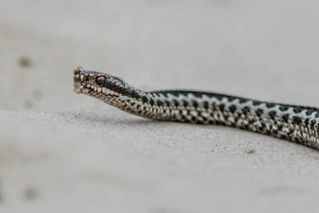 Adders will sometimes bite in self-defence if disturbed or provoked.