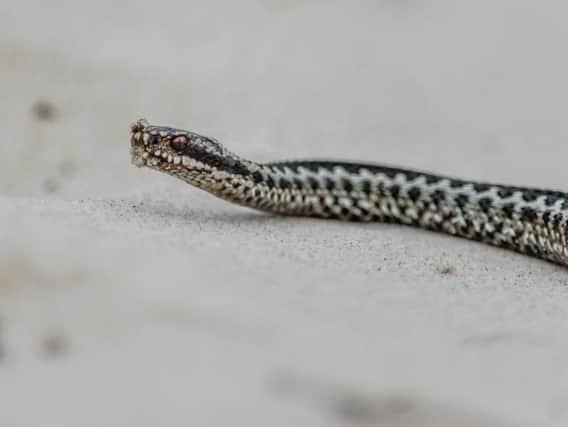 Adders will sometimes bite in self-defence if disturbed or provoked.