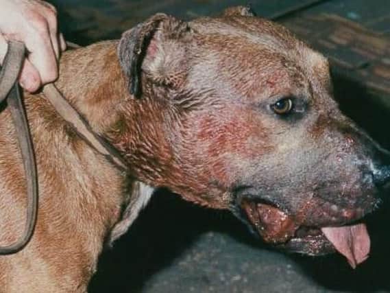 Illegal dog fighting in on the rise in Derbyshire.