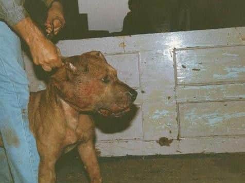 Dog fighting has been banned since 1835.